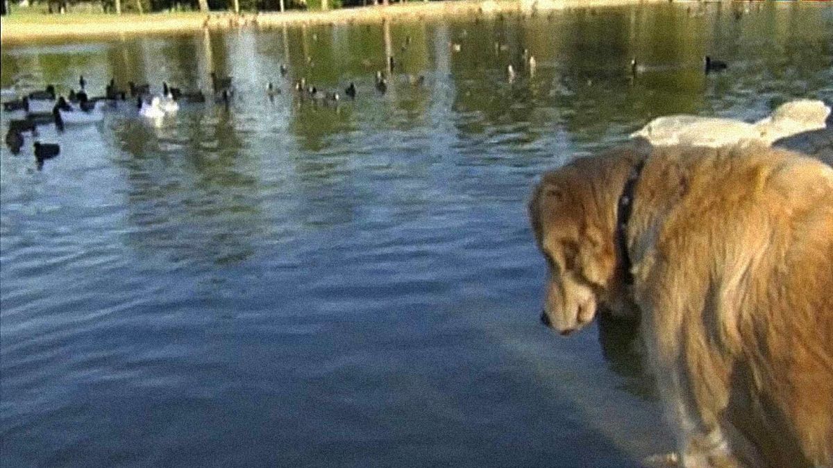 ‎Love on a Leash (2011) directed by Fen Tian • Reviews, film + cast • Letterboxd